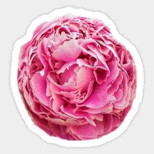 Peony arrangement Sticker